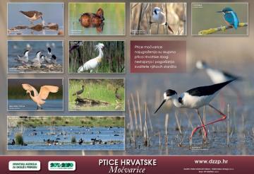 Ptice Hrvatske - Močvarice