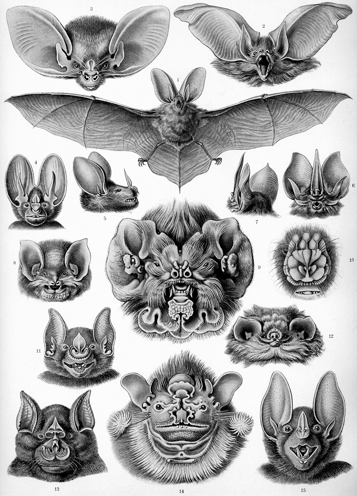 Ilustracija Chiroptera, autor: Ernst Haeckl 
